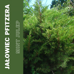 Jałowiec Pfitzera  Mint Julep